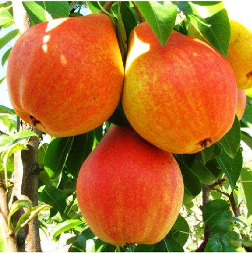 

Груша Любимица Клаппа (Фаворитка Клаппа) летняя