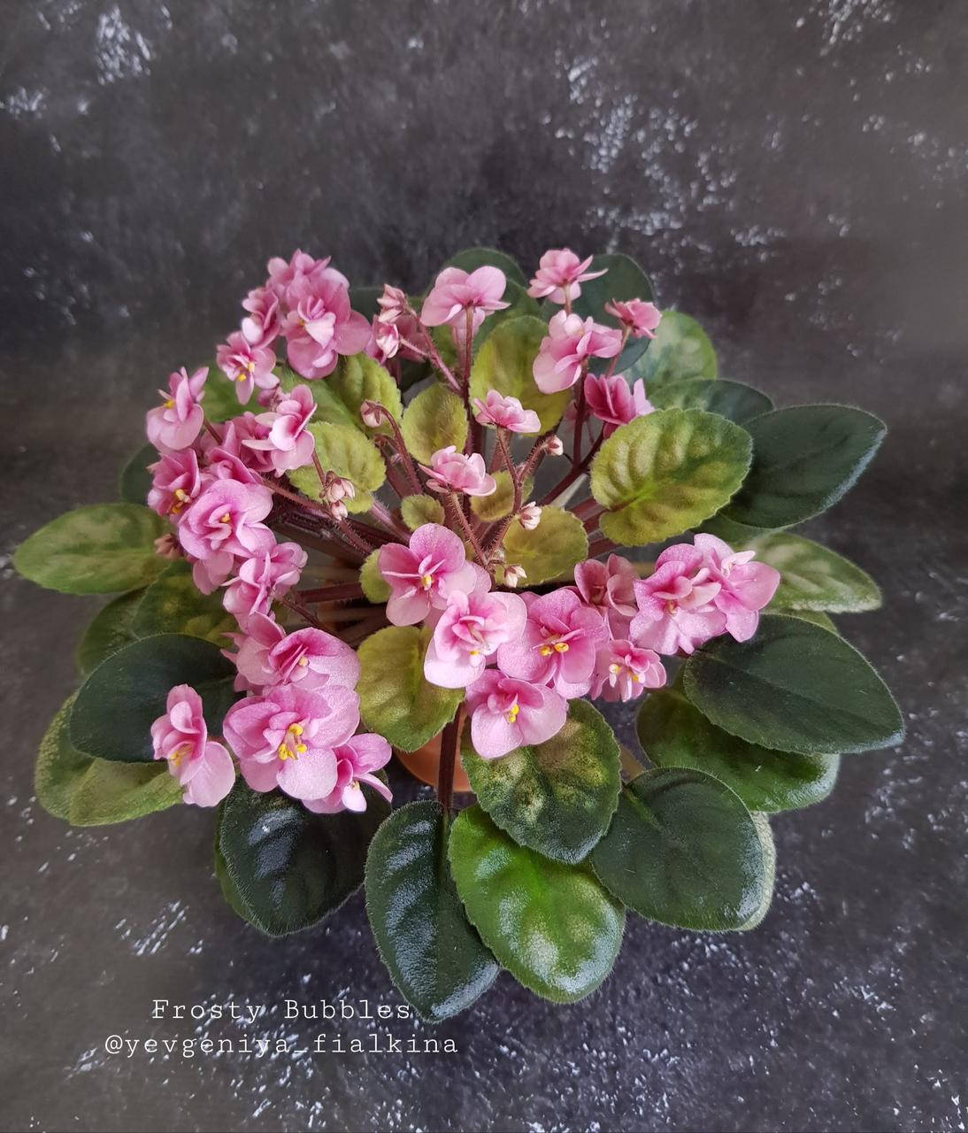 

Фиалка Frosty Bubbles (P.Sorano/LLG) стартер, Розовый