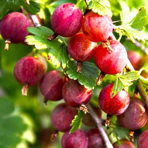 

Крыжовник Сварог, ЗКС в горшках 0.8 л