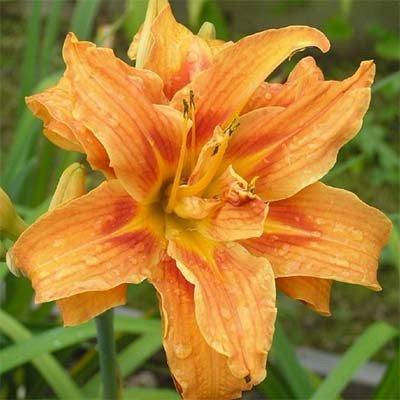 

Лилейник Apricot Beauty (саженцы)
