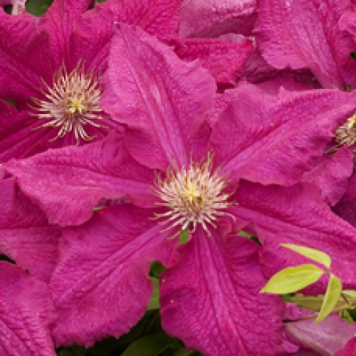 

Клематис Ernest Markham (Эрнест Маркхэм)