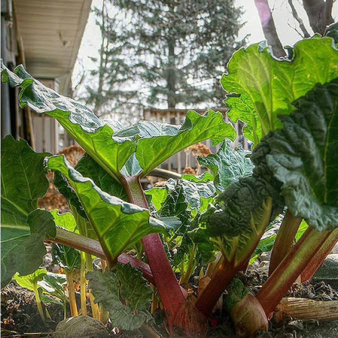 

Ревень Виктория 0,2 г