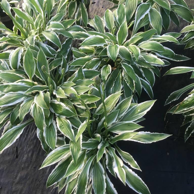 

Хоста Гинко Крейг , Hosta Ginko Craig