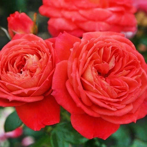 

Роза Queen of Hearts (саженцы)