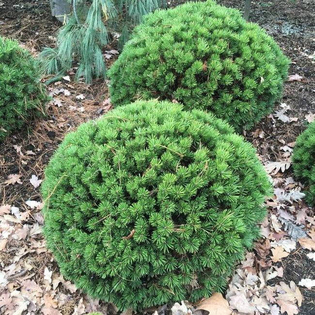 

Сосна гірська Бенжамін/Pinus mugo 'Benjamin' С5 /Н 20