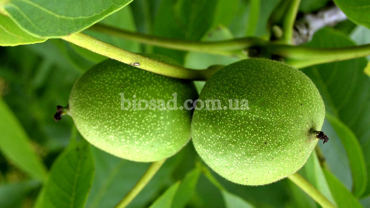 

Грецкий орех Чандлер (Сhandler) (2-х летний)