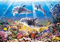 

Пазл В-51014, Подводный мир, 500 эл., 47 x 33 см, упаковка 32 x 22 x 4.7 см