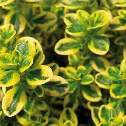

Чабрец лимоннопахнущий Мистик Лемон, Thymus citriodorus Mystic Lemon