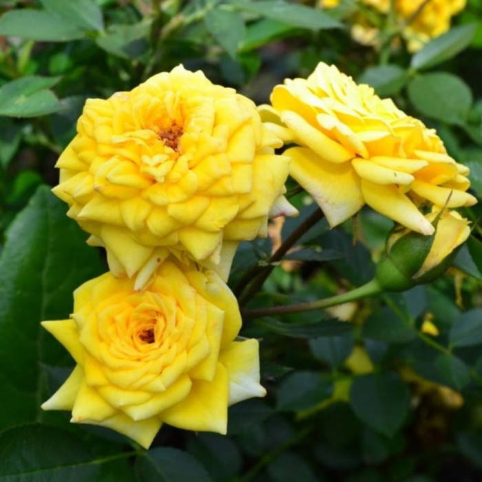 

Зонненкинд (Sonnenkind)