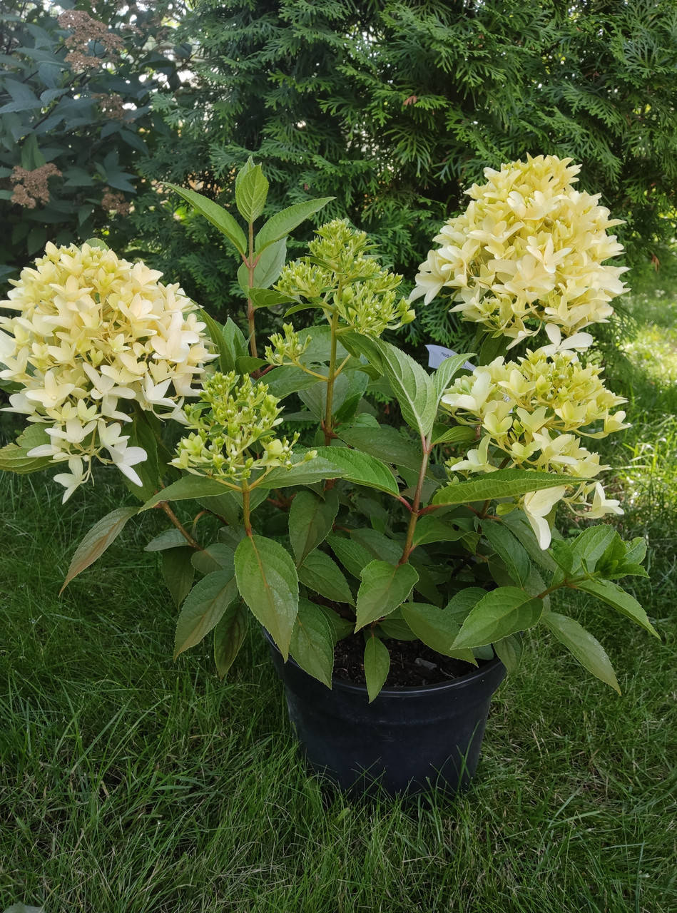

Саженцы гортензии Скайфолл (Hydrangea pan. Skyfall) 3х летняя