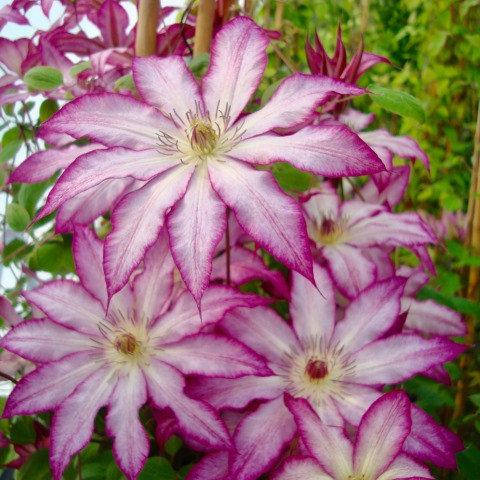 

Клематис Тае / Clematis Tae С7.5/H80-100