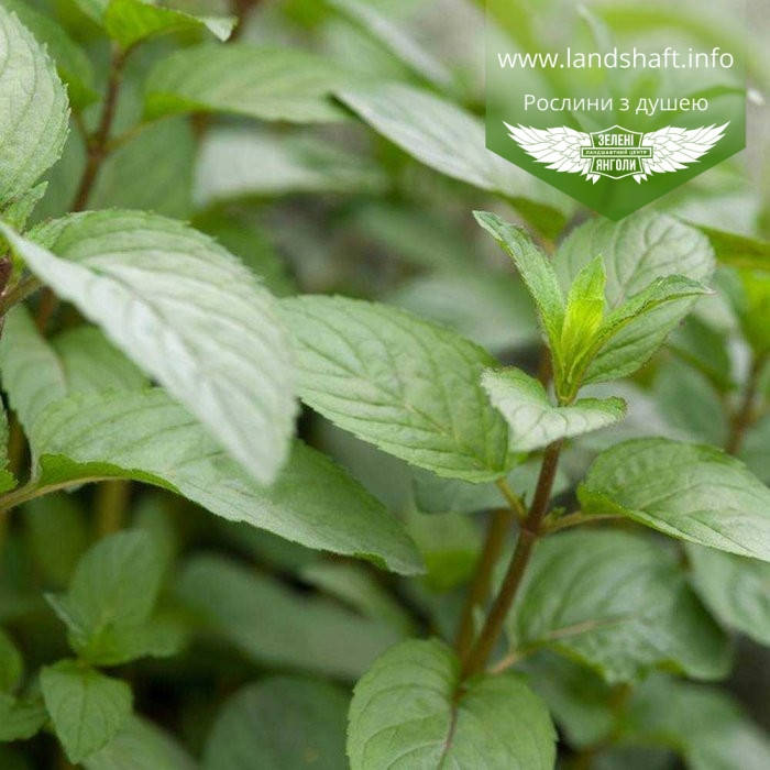 

Mentha piperita 'Chocolate', М'ята перцева шоколадна,C2 - горщик 2л