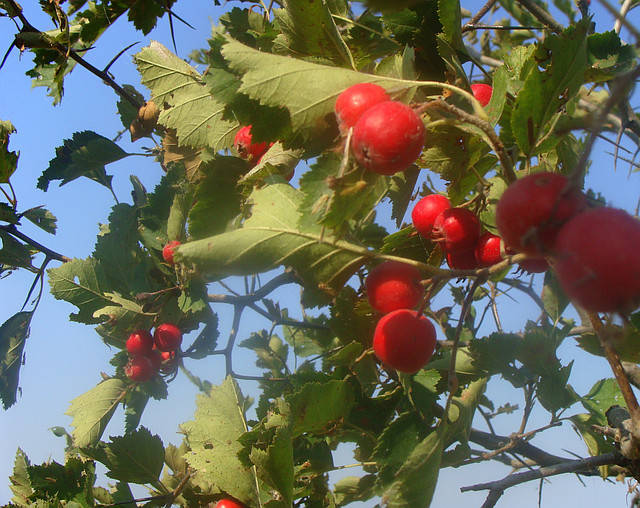 

Семена боярышника сортовые