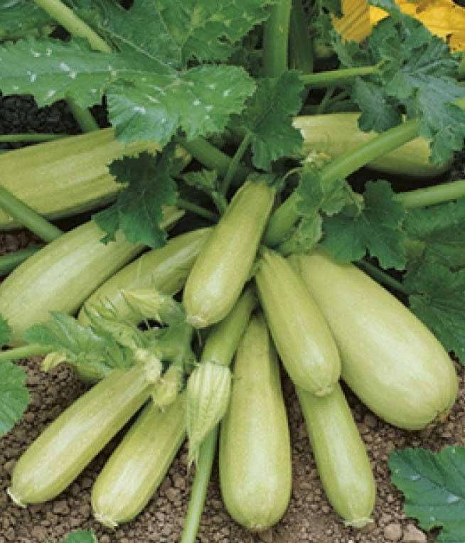 

Кабачок Кавили F1 10 семян (Nunhems)