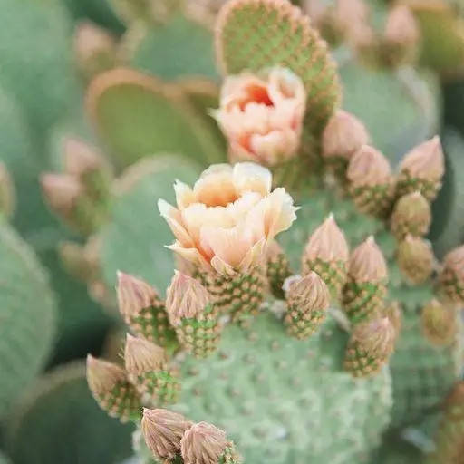 

Аромаолия "Exotic Cactus", 10 г