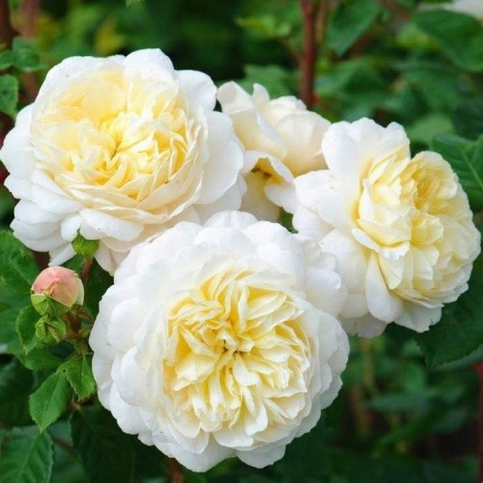 

Эмануэль (Emanuel)