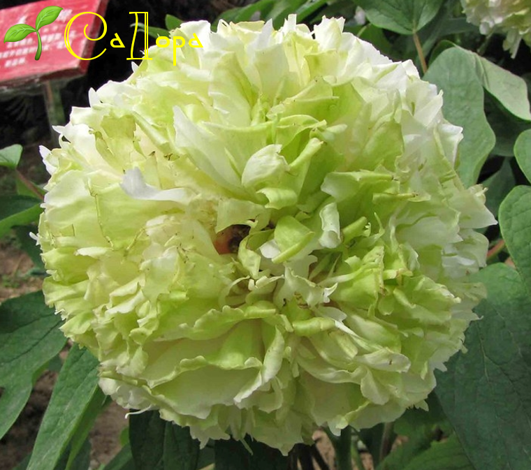 

Древовидный пион Грин Джейд (Green Jade)