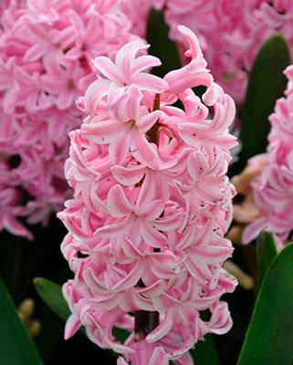 

Гиацинт Fondant ( Фондант )