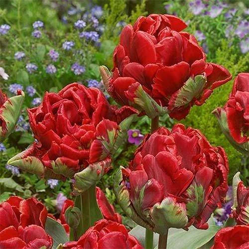 

Тюльпан Rococo Double 3 шт