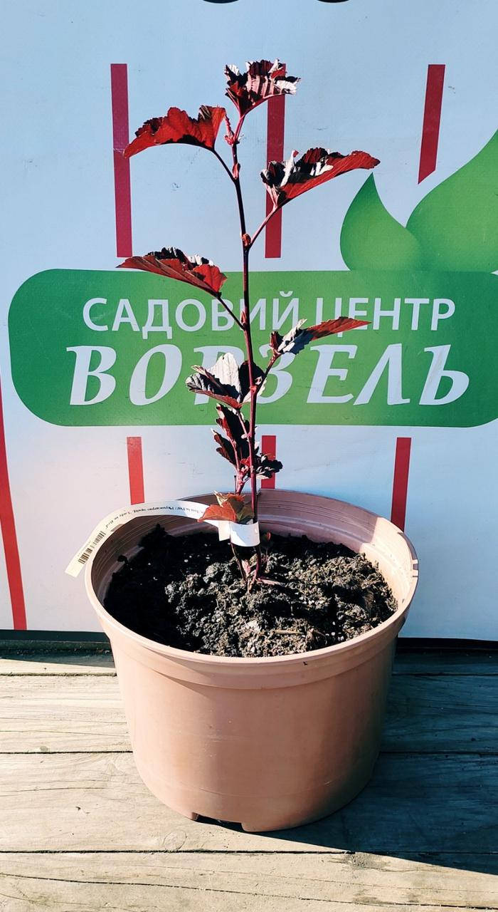 

Пухироплідник калинолистий Леді ін Ред'/ Physocarpus opulif. 'Lady in Red' С4/H20-25