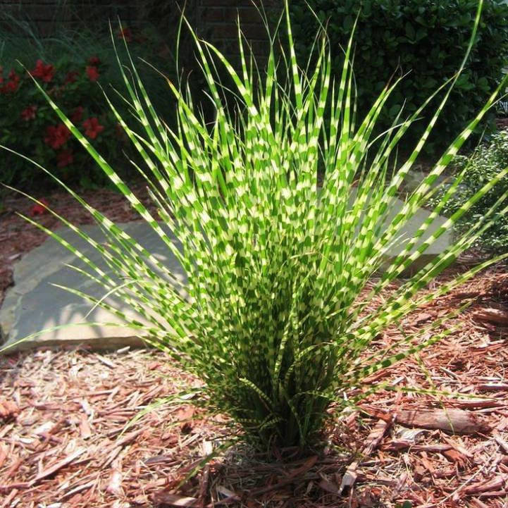

Мискантус китайский Стриктус Дварф / Miscanthus sinensis Strictus Dwarf / Р12