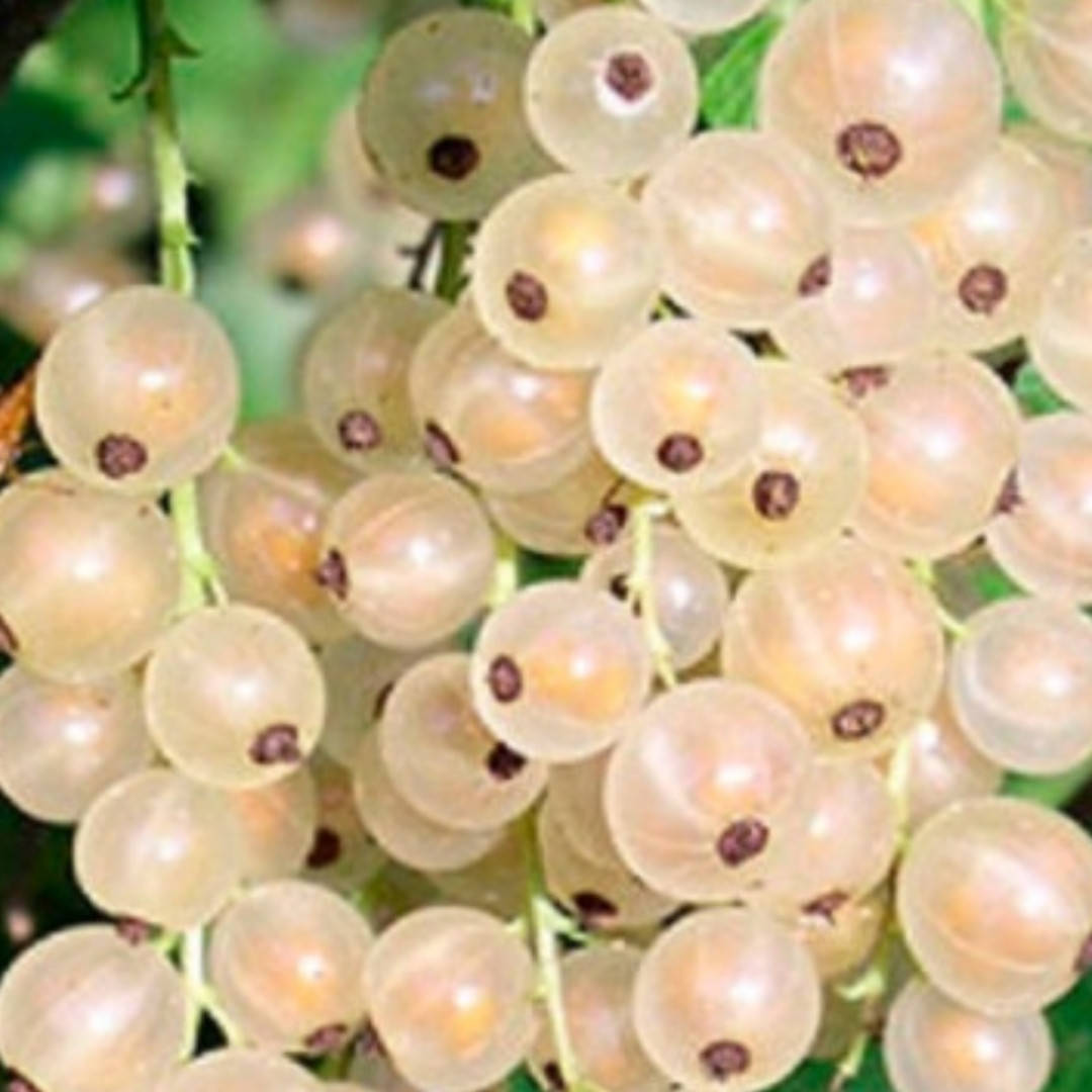 

Саженец смородины белой