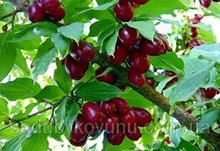 

Кизил Семен