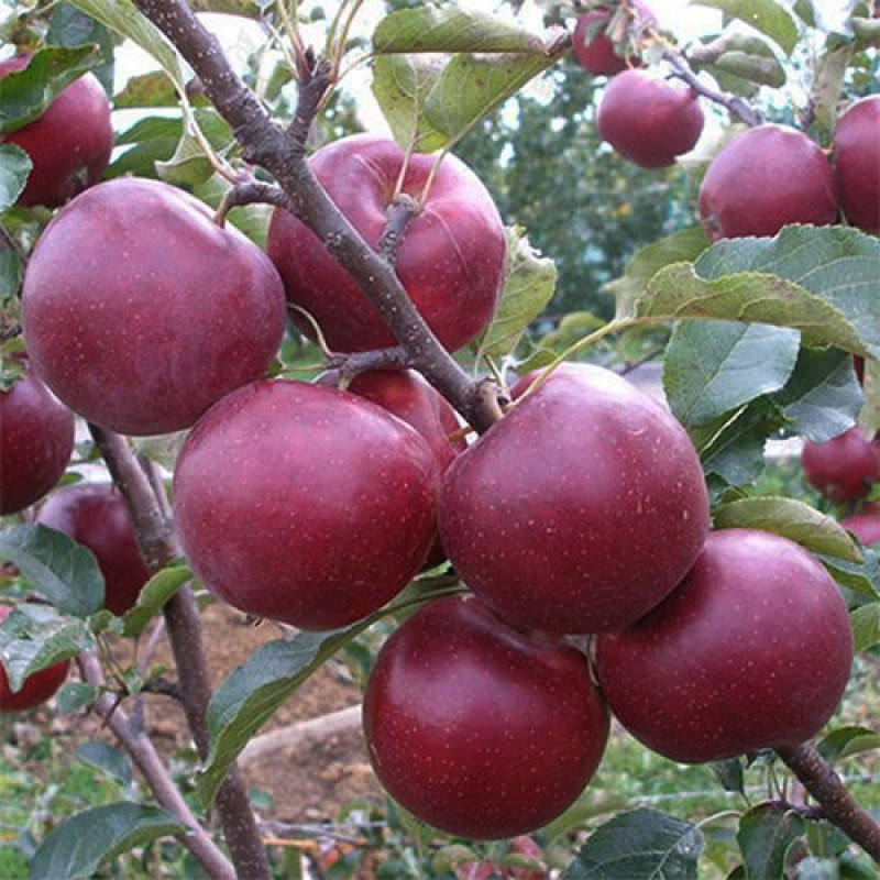 

Яблоня Флорина (зимний сорт)