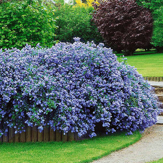 

Цеанотус / Ceanothus thyrsiflorus Repens / Р9