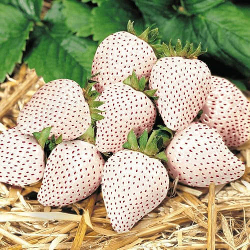 

Полуниця біла Білий Швед 5 шт (Середній)