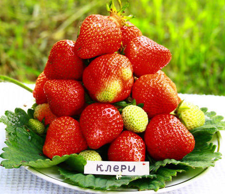 

Саженцы клубники Клери