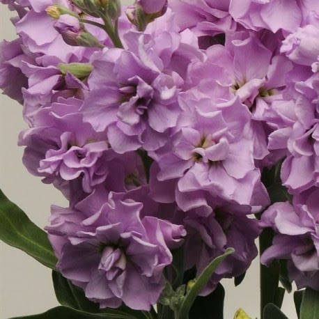 

Семена Маттиола лавандовая Katz Lavenber Blue ,PanAmerikan., Синий