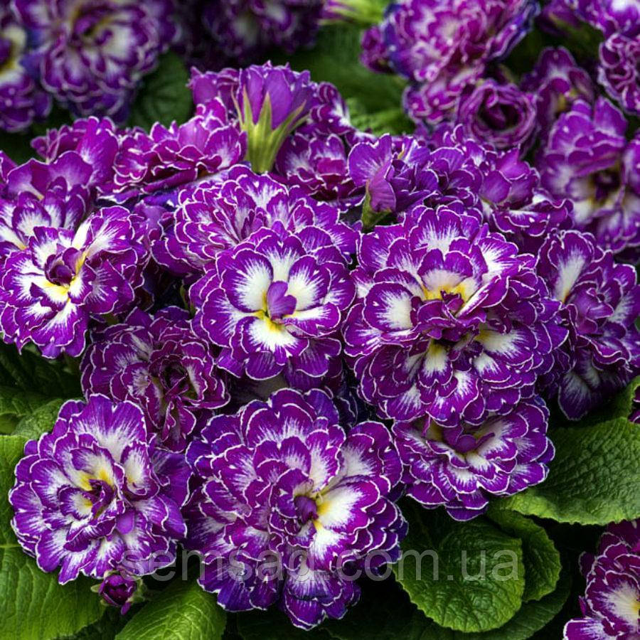 

Примула Purple Dawn (Перпл Даун)