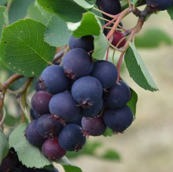 

Саженец ирги NORTHLINE, 2-летний