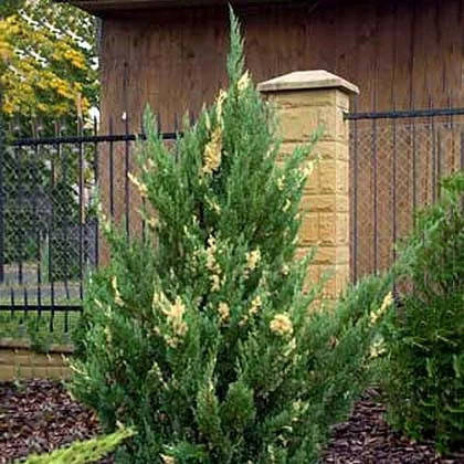 

Саженцы Можжевельника китайского Стрикта Вариегата (Juniperus chinensis Variegata) Р9