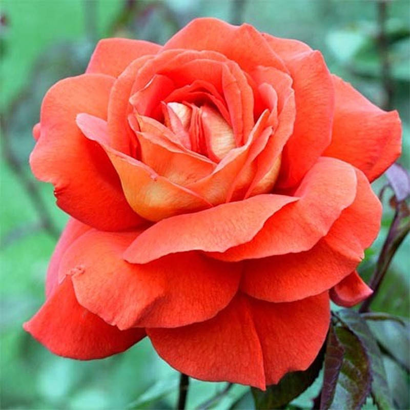 

Лас Вегас (Las Vegas)