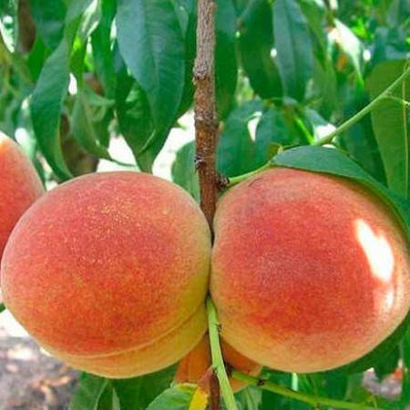 

Саженцы персика САНРАЙЗ