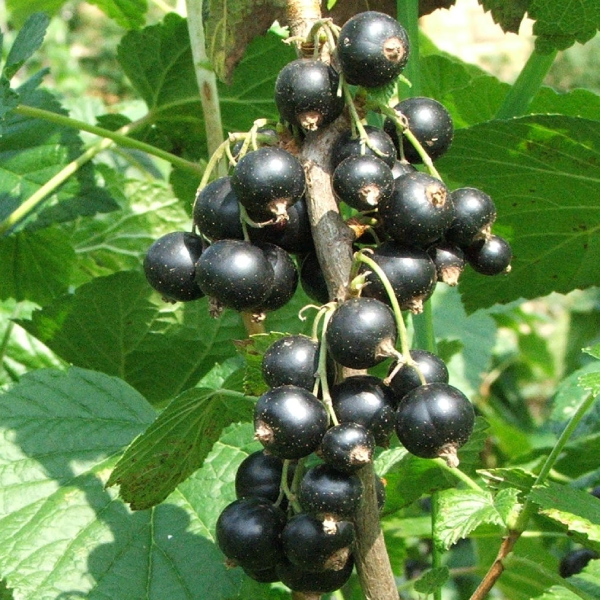 

Саженцы смородины «Биг Бен»