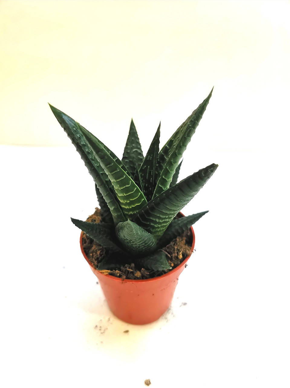 

Хавортия лимифолия Haworthia limifolia Суккулент Комнатное растение