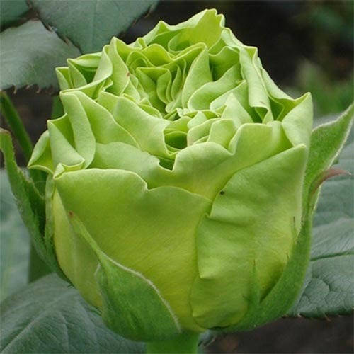 

Роза чайно-гибридная Супер Грин, Rose Super green