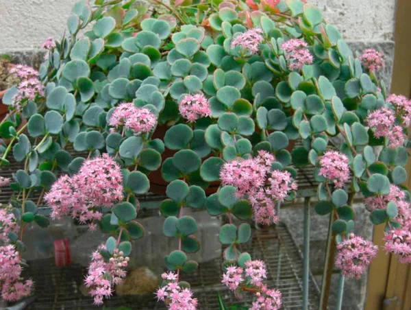 

Очиток #24/ Седум Зібольда/Sedum sieboldii,горщик р9
