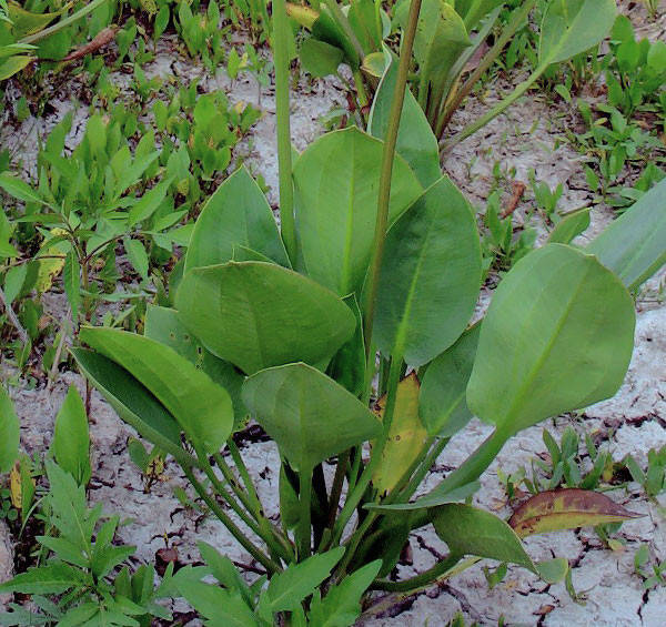 

ЧАСТУХА ПОДОРОЖНИКОВАЯ (разные размеры) (1ВР)