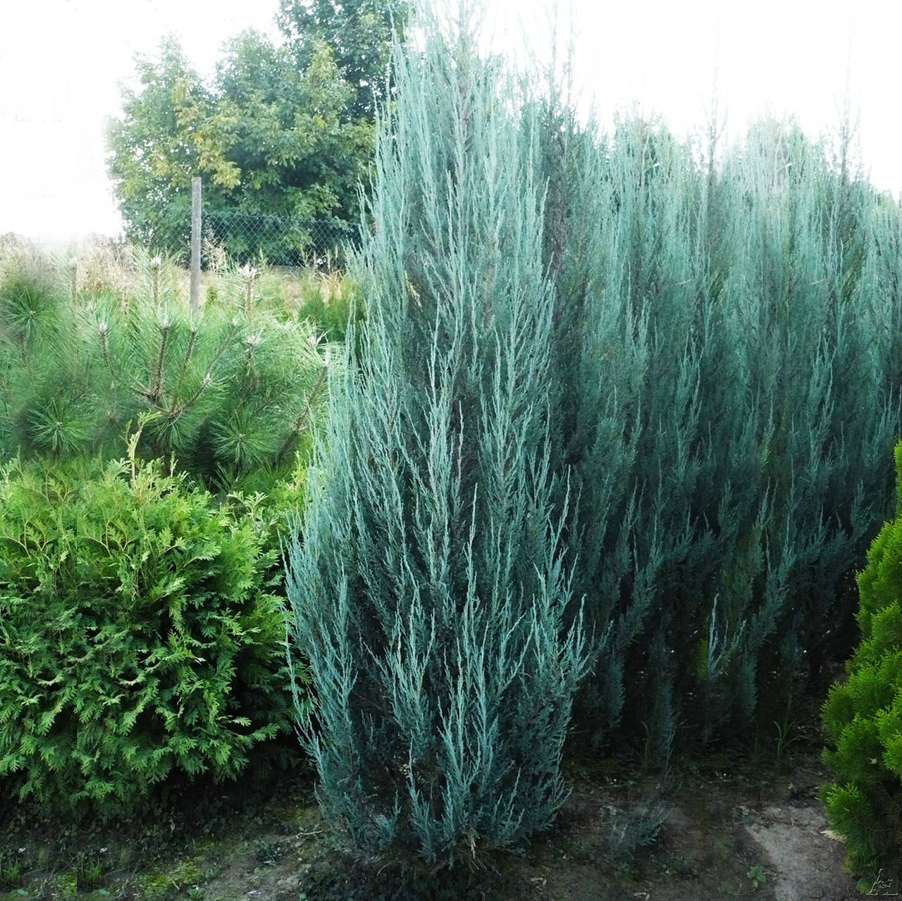 

Можжевельник Skyrocket 0,5 л