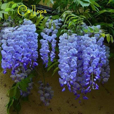 

Глициния Блю Мун (Blue Moon)