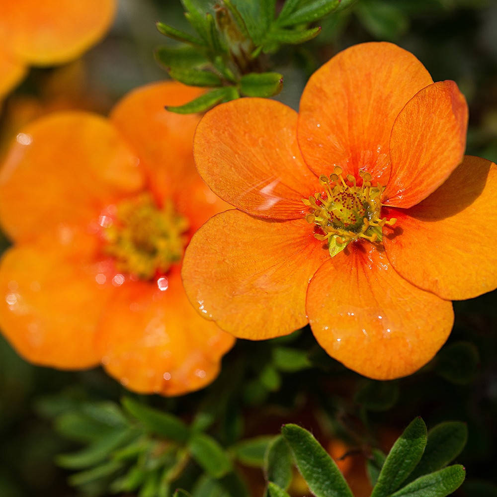 

Саженец Лапчатка Tangerine Potentilla 0,5 л
