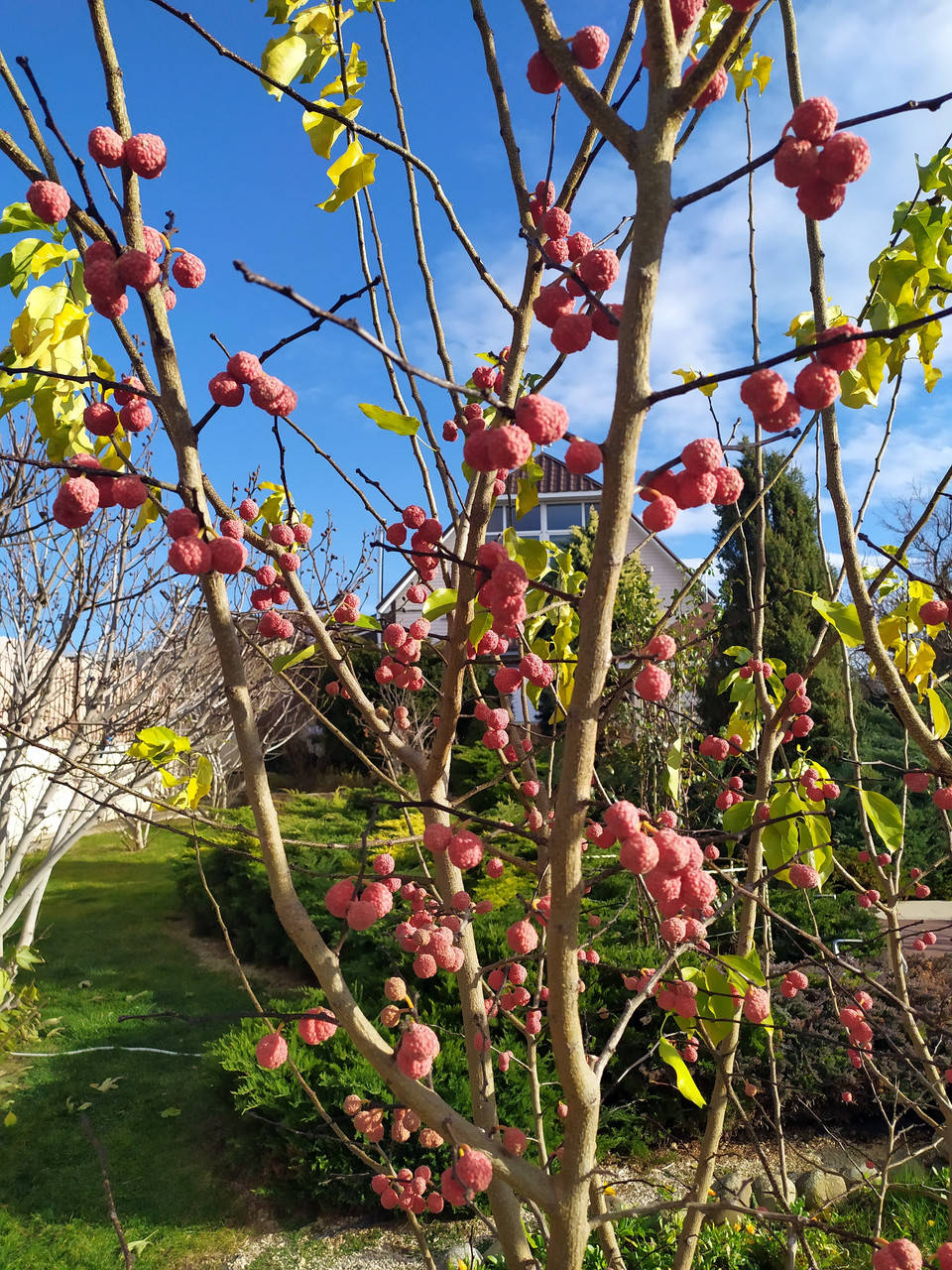 

Кудрания семена