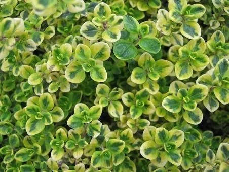 

Чебрець лимоннопахнущий варієгатний (Thymus citriodorus var.)