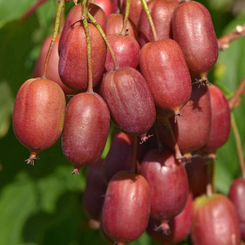 

Актинидия аргута Скарлет, Actinidia Scarlet September