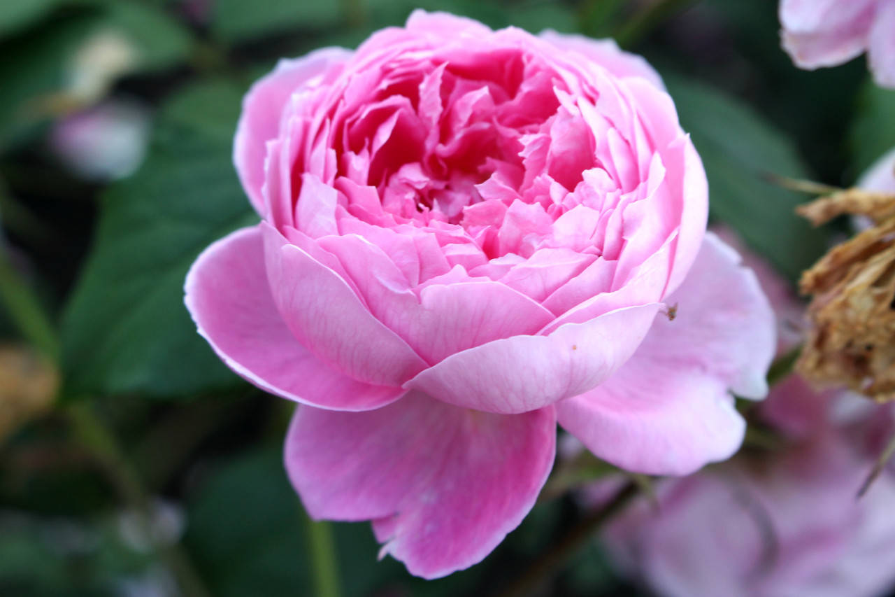 

Саженцы роз Алан Титчмарш (Alan Titchmarsh)