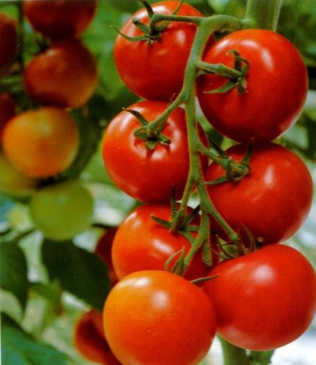 

Томат САНЬКА Элитный ряд 30шт